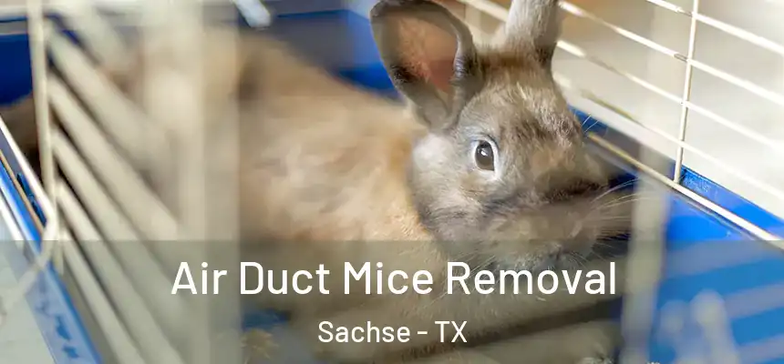  Air Duct Mice Removal Sachse - TX